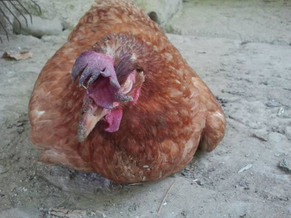 Bệnh tụ huyết trùng ở gà còn được gọi là bệnh gà toi.