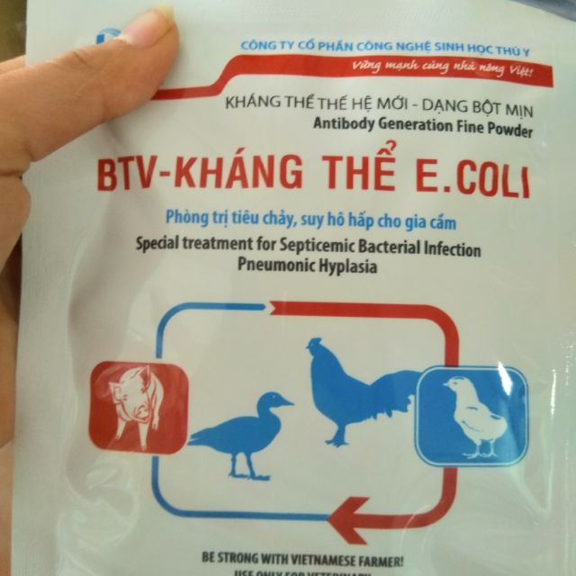 Sử dụng kháng thể E.Coli nếu như nguyên nhân gà ủ rũ xù lông do E.Coli