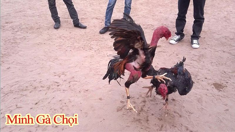 Trận đấu đá gà ở Vạn Giã Ninh Thuận.