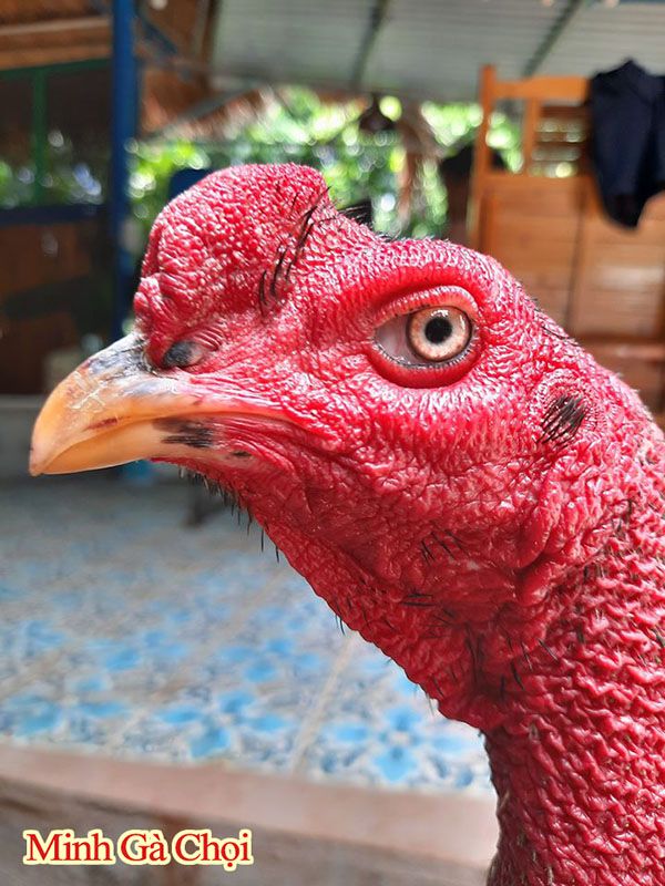 Đầu cổ mặt của gà nòi Việt Nam.