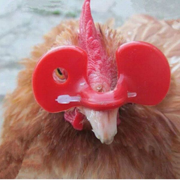 Sử dụng kính đeo cho gà để tránh gà mổ nhau.