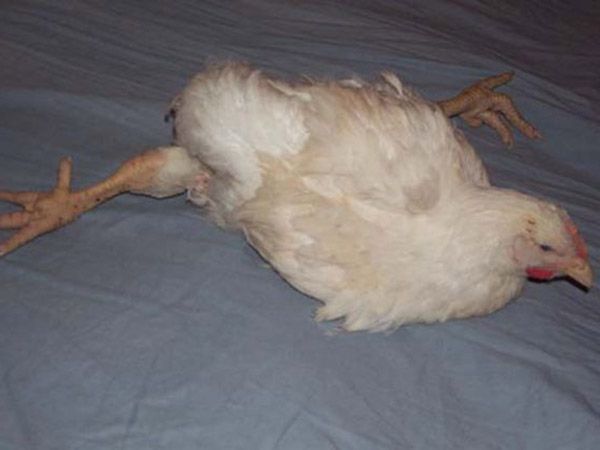 Gà bị liệt chân khiến ảnh hưởng rất nhiều tới cơ thể của gà.