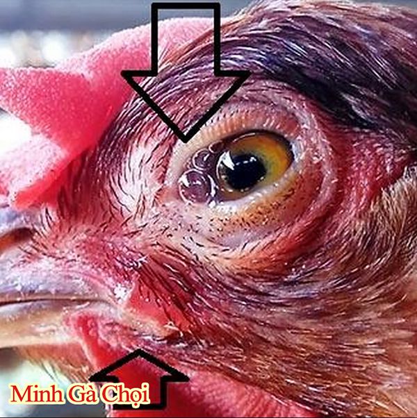 Nhận biết gà bị sưng mắt có bọt trắng trên mắt.