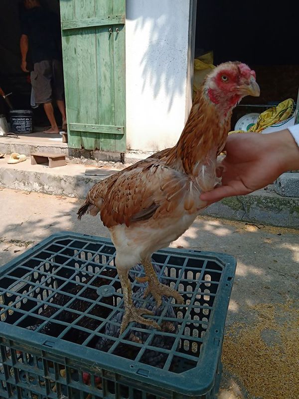 Kiểm tra diều gà thường xuyên để nhận biết gà chọi ăn có tiêu hay không.
