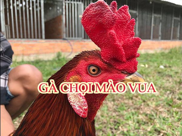 Gà chọi mào vua