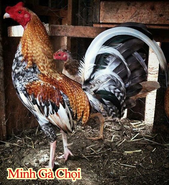 Một con gà chọi Mỹ đẹp màu cườm được giới thiệu.