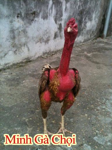 Một bức ảnh hiếm hoi của gà chọi Xám Thần huyền thoại