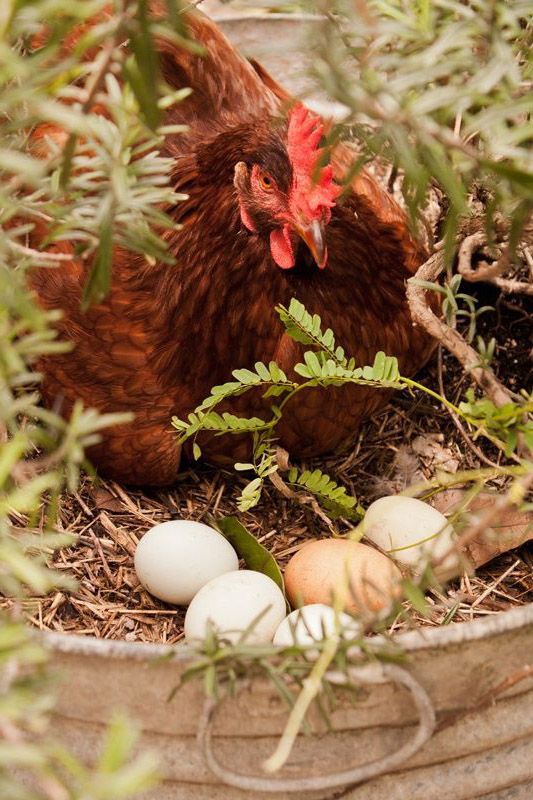 Muốn gà mái đẻ nhiều trứng phụ thuộc chế độ chăm sóc.