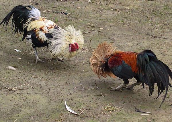 Một chú gà chọi có lông màu ngũ sắc đang tham gia các trận chiến.
