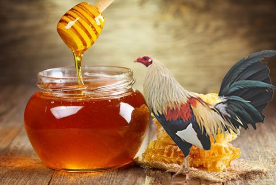 Cho gà chọi uống mật ong nên hay không?