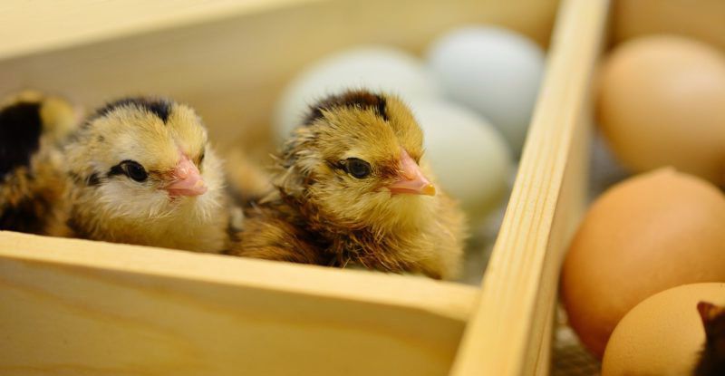 Tiêu diệt các động vật hút máu giúp phòng bệnh đậu gà ở gà con.