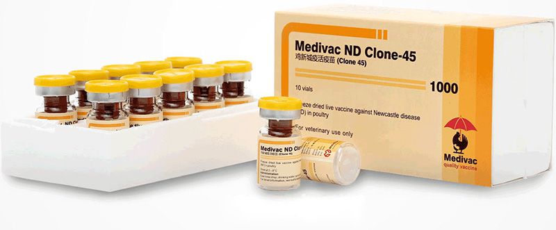 Tiêm vaccine Medivac Clone 45 phòng bệnh Newcastle trên gà.