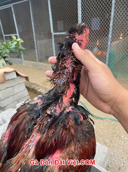 Nhổ những lông gà đang chuẩn bị thay, bị rụng. Chúng sẽ giúp lông mọc đều hơn. Từ đó kích thích quá trình thay lông ở gà một cách hiệu quả.
