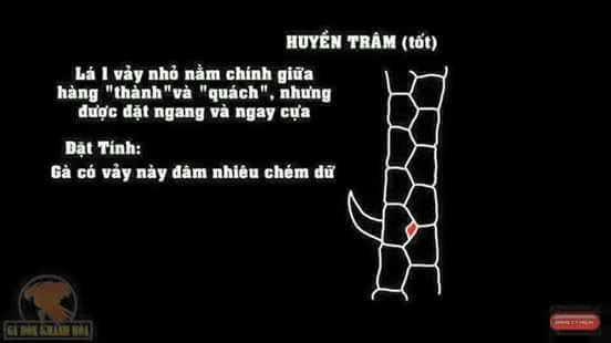 Vảy gà chọi tốt huyền trâm