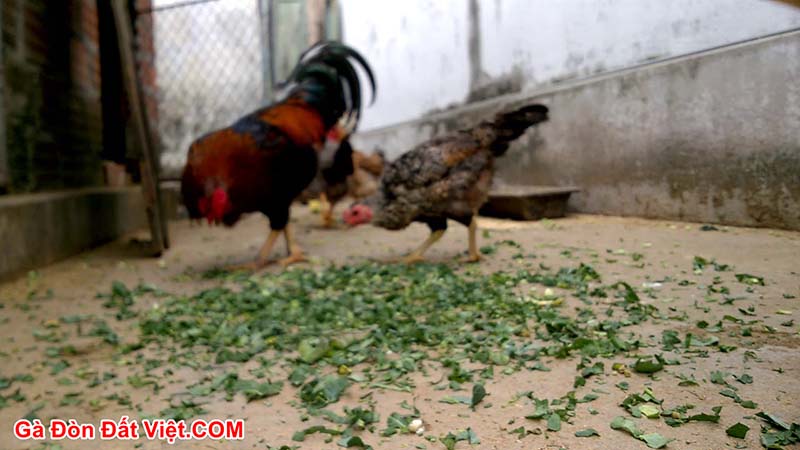 Cho gà ăn thêm rau xanh vừa tăng cường sức khoẻ cho gà. Vừa tránh được gà chọi ăn không tiêu