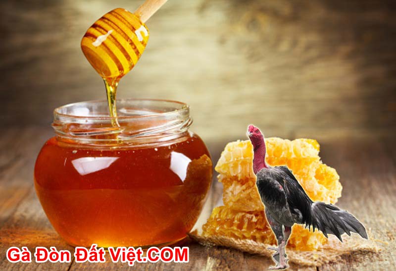 Cho gà chọi uống mật ong tăng cường sức khoẻ cho gà một cách hiệu quả
