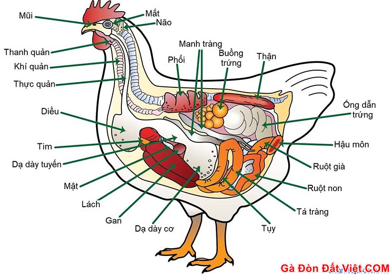 Giải phẫu gà khi gà ăn không tiêu sẽ tác động lên nhiều bộ phận khác