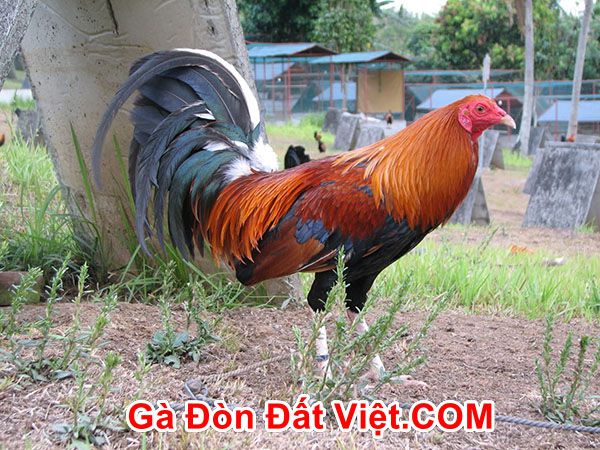 Gà chọi dòng Roundhead của gà chọi Mỹ