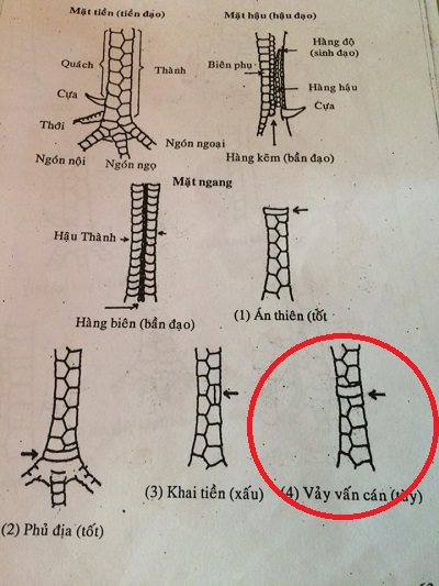 Gà vảy Vấn Cán