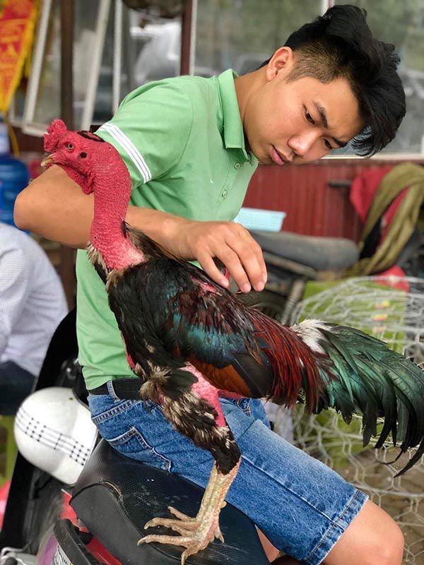 thuốc làm gà đá không chạy