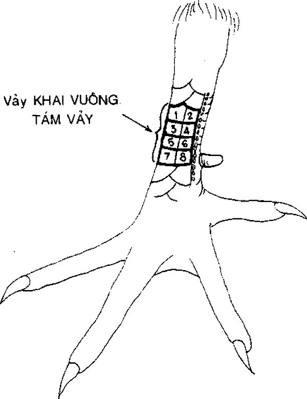 Vảy bát khai vuông 8 vảy thuộc dòng vảy xấu